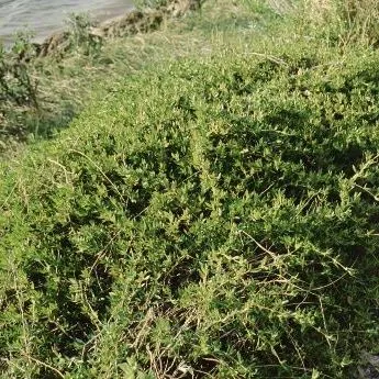 thumbnail for publication: Ernodea littoralis Golden Creeper